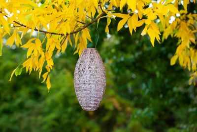 Image showing  Soji Stella Pod Wildflower Lantern, Blush