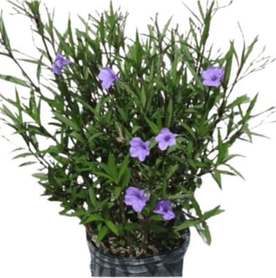 Costa Farms 10 in. Ruellia Plant in Grower Pot, 1 pc.