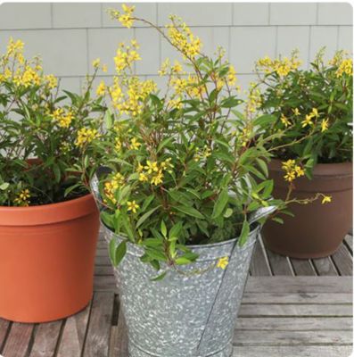 Image showing  10 in. Thryallis Plant, 1 pc.