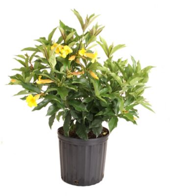 Costa Farms 10 in. Allamanda Plant in Grower Pot, 1 pc.