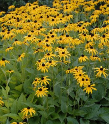 Pcf Rudbeckia Goldsturm 1 gal.
