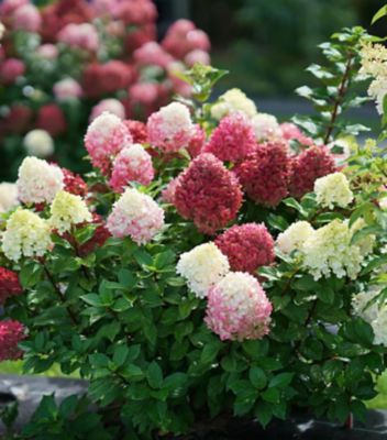 Proven Winners Pcf Pw Hydrangea Little Lime 2 gal.