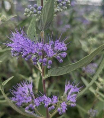 Pcf Caryopteris Dark Knight 3 gal.