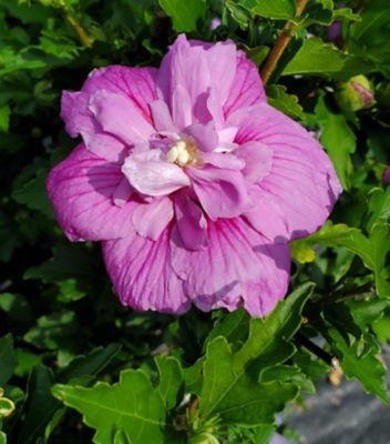 Proven Winners Pcf Pw Hibiscus Dark Lav Chiffon 3 gal.