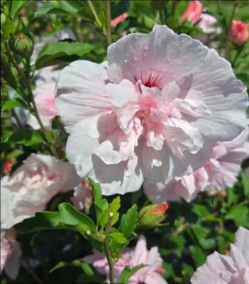 Proven Winners Pcf Pw Hibiscus Pink Chiffon 3 gal.