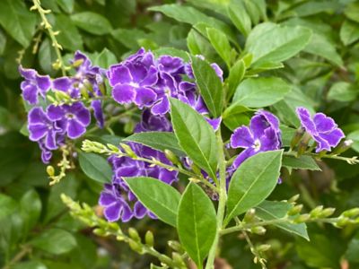 Costa Farms 10 in. Duranta Plant, 1 pc.