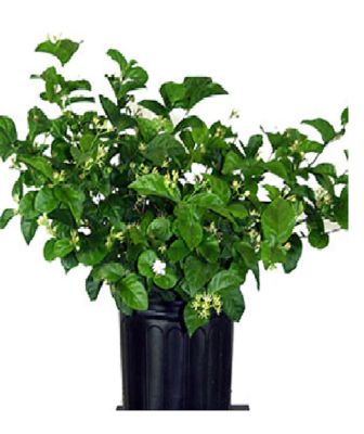 Costa Farms 10 in. Jasmine Bush Plant in Grower Pot, 1 pc.