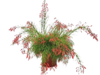 Costa Farms 10 in. Russelia Plant, 1 pc.