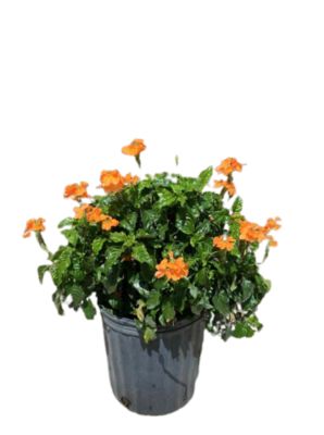 Costa Farms 10 in. Crossandra Plant, 1 pc.