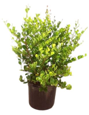 Costa Farms 10 in. Chrysobalanus Plant, 1 pc.