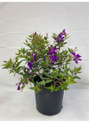Costa Farms 10 in. Purple Princess Tibouchina Plant, 1 pc.