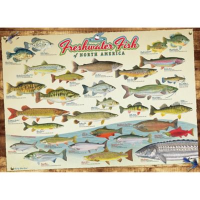 Image showing  1000 pc. Puzzle: Freshwater Fish Of North America