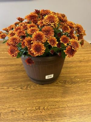 10 in. Whiskey Barrel Mum