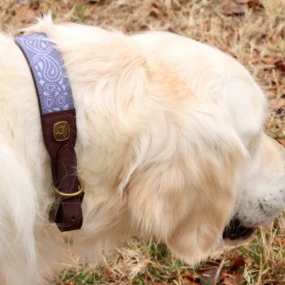 Image showing  Paisley Pattern Dog Collar, Large