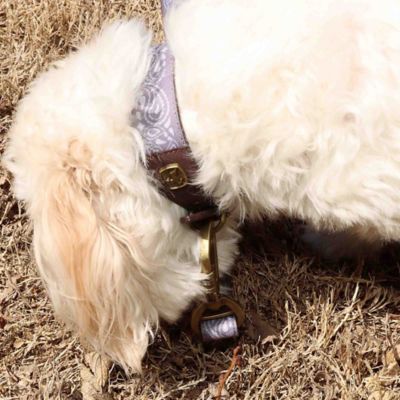 Image showing  Paisley Pattern Dog Collar, Small