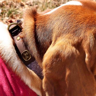Image showing  Paisley Pattern Dog Collar, Medium