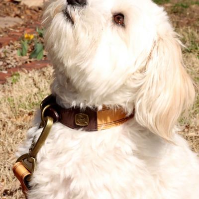 Image showing  Striped Pattern Dog Collar, Small