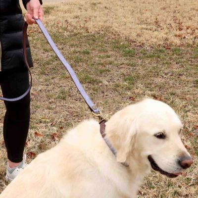 Image showing  Paisley Pattern Dog Leash, 5 ft.