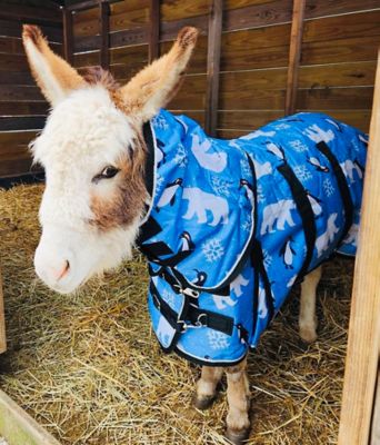 Image showing  Polar Bear Penguin 600 D Hooded Waterproof Blanket 350 G + Halter Set