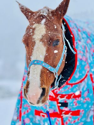 Image showing  Holiday Candy Cane Pony 220 Mid-Weight Waterproof Blanket & Halter Set