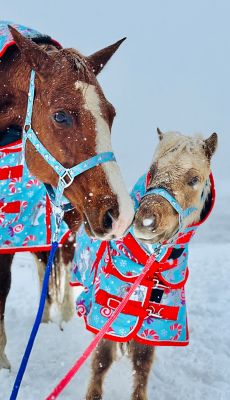 Image showing  Holiday Candy Cane Pony 220 Mid-Weight Waterproof Blanket & Halter Set