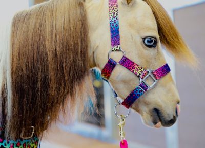 Star Point Horsemanship Rainbow Cheetah Patterned Stable Halter