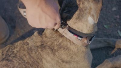 Image showing  Boss Tactical Dog Leash