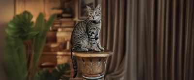 Image showing  Perfect Portions Wet Kitten Food Pate Chicken Entree, Single 2.64 oz