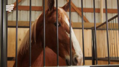 Image showing  12 ft. Side Solid Lumber Kit for Standard 12 ft. Horse Stalls