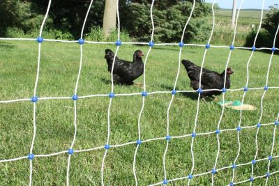 Image showing  3.5 ft. x 100 ft. Premium Electric Poultry Netting (11/42/3)