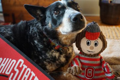 Image showing  NCAA Ohio State University - Brutus Buckeye Knottie Plush Dog Toy, Large