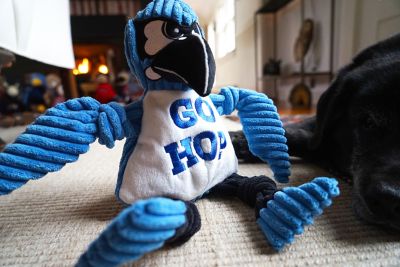 Image showing  NCAA Johns Hopkins University, Jay the Blue Jay Knottie Plush Dog Toy, Large