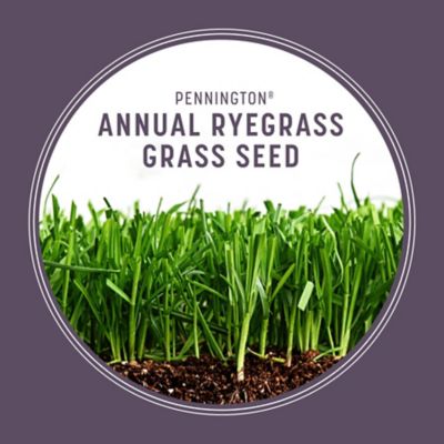 Image showing  Annual Ryegrass Grass Seed