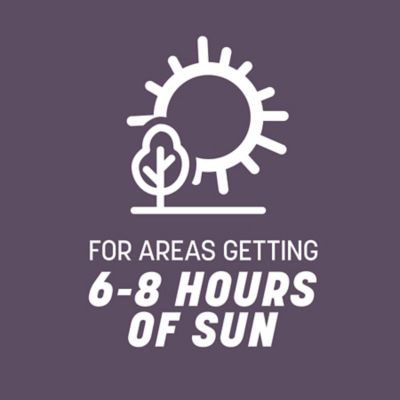 Image showing 5 th Pennington Annual Ryegrass Grass Seed