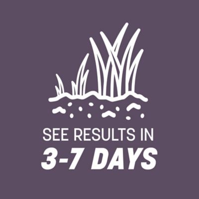 Image showing 6 th Pennington Annual Ryegrass Grass Seed