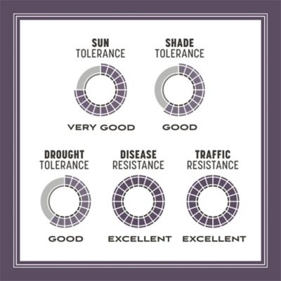 Image showing 7 th Pennington Annual Ryegrass Grass Seed