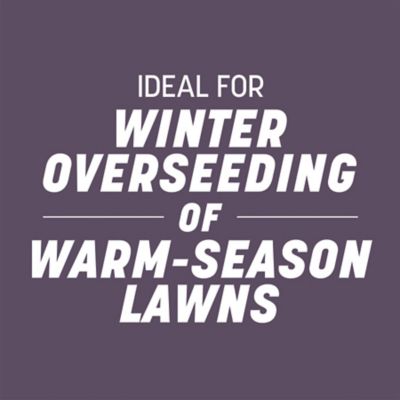 Image showing 8 th Pennington Annual Ryegrass Grass Seed