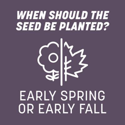 Image showing 9 th Pennington Annual Ryegrass Grass Seed