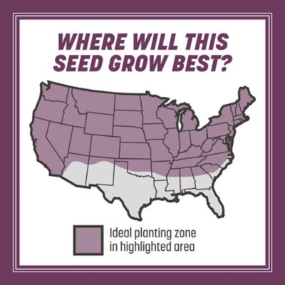 Image showing  The Rebels Shady Lawn Grass Seed Mix, Covers 750 sq. ft., 3 lb. Bag