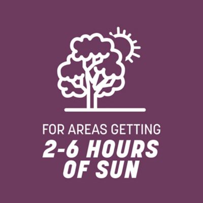 Image showing  The Rebels Shady Lawn Grass Seed Mix, Covers 750 sq. ft., 3 lb. Bag