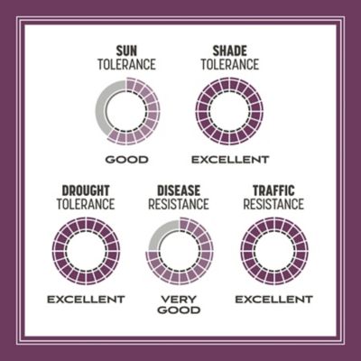 Image showing 6 th Pennington The Rebels Shady Lawn Grass Seed Mix, Covers 750 sq. ft., 3 lb. Bag