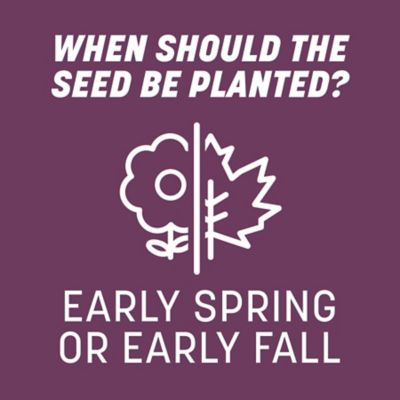 Image showing 8 th Pennington The Rebels Shady Lawn Grass Seed Mix, Covers 750 sq. ft., 3 lb. Bag