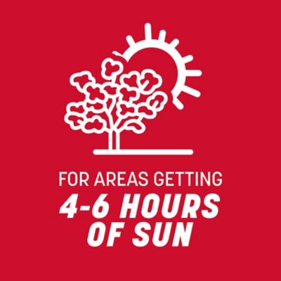 Image showing 6 th Pennington The Rebels Tall Fesc Bld Pc, 7 lb.