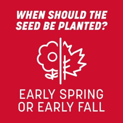 Image showing 8 th Pennington The Rebels Tall Fescue Blend Pouch, 40 lb.