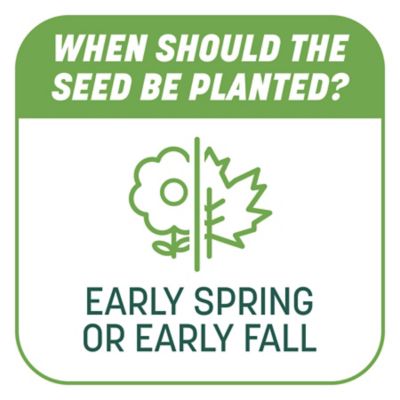 Image showing 8 th Pennington Smart Patch Tall Fescue Mulch Jug 5LB