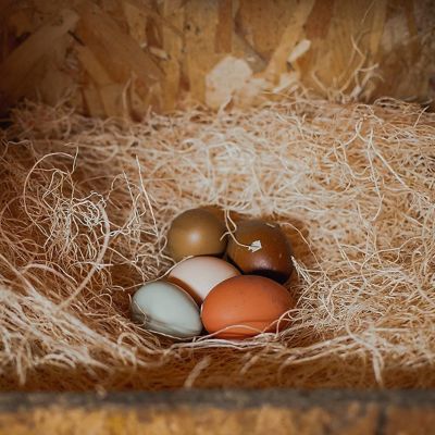 Image showing  Premium Chicken Nesting Pads, 10-Pack