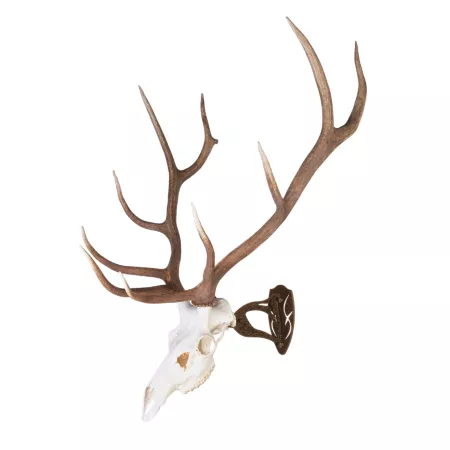 Hooker Big Hooker skull brown Taxidermy Accessories