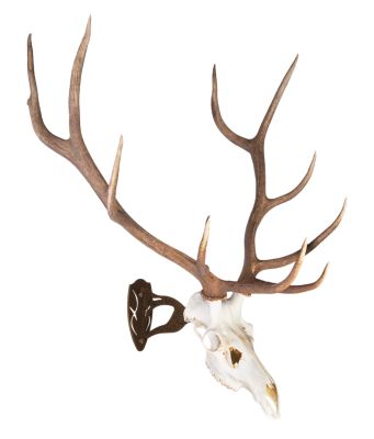 Image showing  Big Hooker, Brown