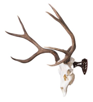 Image showing  Little Hooker, Brown