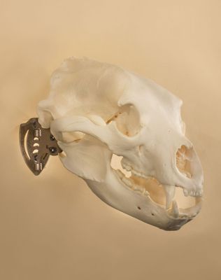 Image showing  Mini Hooker, Black